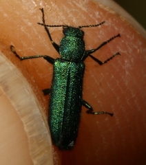 Psilothrix viridicoerulea