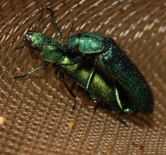 Psilothrix viridicoerulea