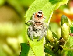 Phidippus pacosauritus