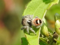 Phidippus pacosauritus