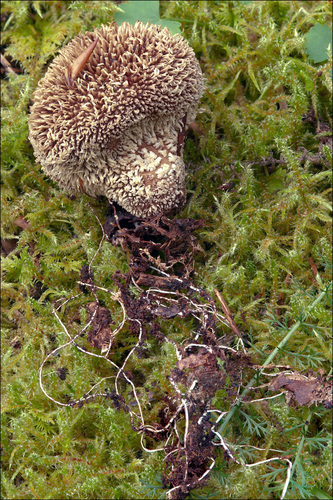 Spiny Puffball