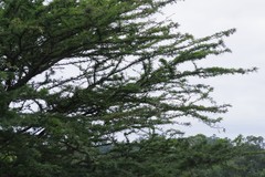 Vachellia sieberiana