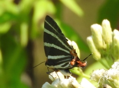 Panthiades bathildis