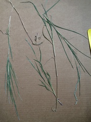 Muhlenbergia mexicana mexicana