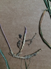 Muhlenbergia mexicana mexicana