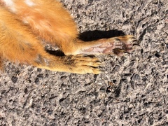 Sciurus nayaritensis