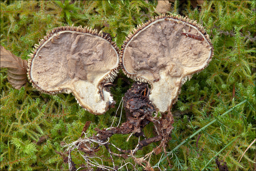 Spiny Puffball