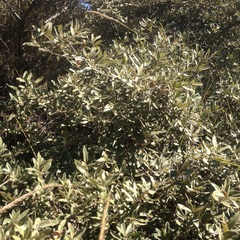 Quercus microphylla