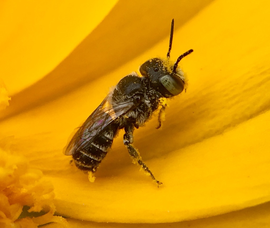 Ashmeadiella