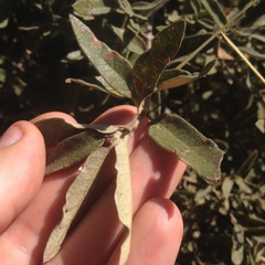 Quercus microphylla