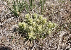 Castilleja pilosa