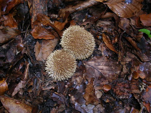 Spiny Puffball