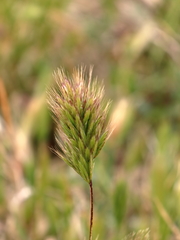 Bromus scoparius