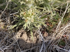 Castilleja pilosa