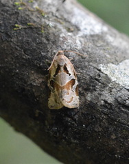 Archips grisea