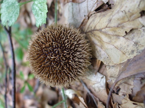 Spiny Puffball