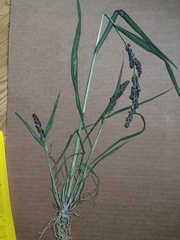 Echinochloa muricata microstachya