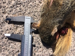 Sciurus nayaritensis