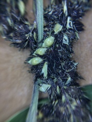 Echinochloa muricata microstachya