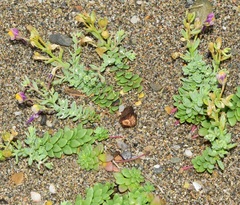 Linaria pedunculata