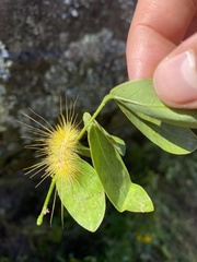 Anthela limonea