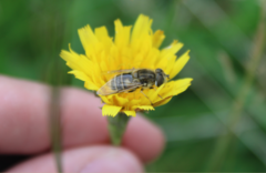 Eristalis abusiva