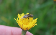 Eristalis abusiva