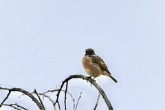 Saxicola rubicola