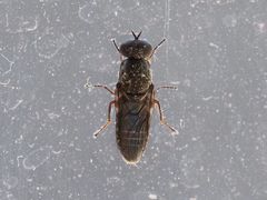 Scenopinus fenestralis