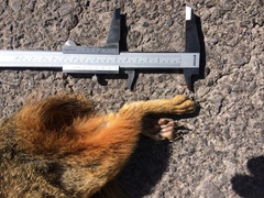 Sciurus nayaritensis