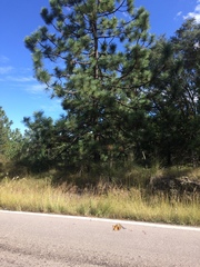 Sciurus nayaritensis