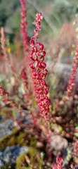 Rumex bucephalophorus