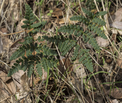 Pentagramma triangularis triangularis