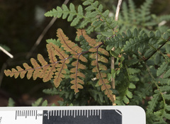 Pentagramma triangularis triangularis