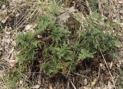 Pentagramma triangularis triangularis