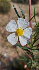 Cistus libanotis