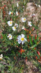 Cistus libanotis