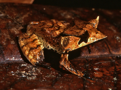 Hemiphractus scutatus