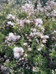 Baccharis racemosa