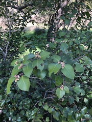 Rhus ovata