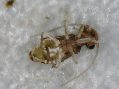 Psocodea