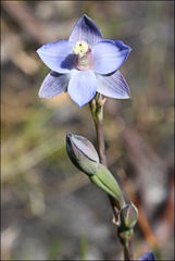 Thelymitra mucida