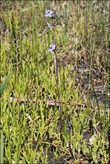 Thelymitra mucida