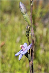 Thelymitra mucida