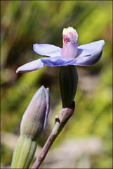 Thelymitra mucida