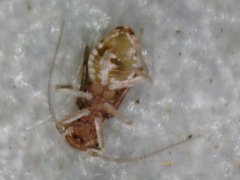 Psocodea