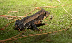 Incilius spiculatus