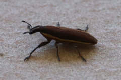 Lixus ochraceus