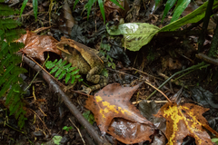Incilius spiculatus