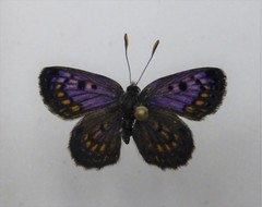 Lycaena tama